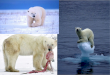 adaptacion del oso polar y el helecho