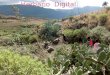 Herbario digital_ Ariel, Jessenia, Claudia, 4ºBD