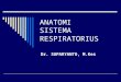 Anatomi sistem respiratorius