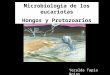Protozoos y archeobacteria