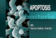 apoptosis medical pathology