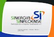 Resultados de Sinergia Sinaloense 2012