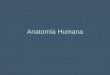 Anatomía humana(dibujos)