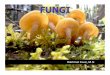 Fungi preview