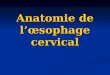 OEsophage cervical