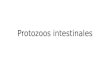 Protozoos intestinales
