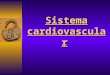 sistema cardiovascular primera clase
