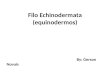 Filo echinodermata (2)