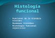 Histología funcional del Tiroides