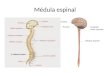 Medula espinal uasd ppt