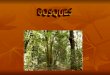 Biomas: Bosque