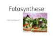 10 fotosynthese 2