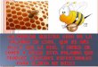 Charla apicultura 1