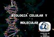 Celula   musculo - virus - bacterias