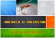 Malaria o paludismo