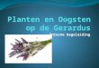 Planten En Oogsten Op De Gerardus 2010 2011