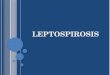 Leptospirosis y Shiguella pediatria