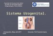 10 Sistema Urogenital
