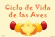 Ciclo Vida Aves.ppt