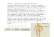 Anatomia y Fisiologia Del Sistema Nervioso Central