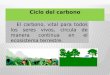Presentación Ciclo Del Carbono