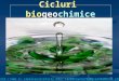 Curs 2 2014 Cicluri Biogeochimice