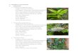 Klasifikasi magnoliopsida