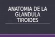 anatoma dee La Glandula Tiroides