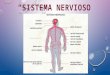 Sistema Nervioso Exposicion