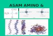 Protein&Asam Amino