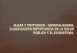 Algas y Protozoos Generalidades, Clasificación, Importancia en Salud Pública y El Ecosistema