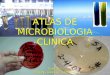 Atlas Microbiologia Clinica