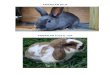 Las Razas de Conejos 1