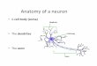 Lecture 7- Brain Macrostructure