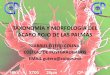 Taxonomía y Morfología Del Ácaro Rojo de Las Palmas