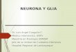 Neurona, Neuroglia, Médula Espinal y Tronco Encefálico