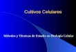 Cultivos Celulares1