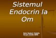 Bute Andrei -Sistemul Endocrin (Bun)