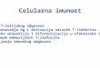 Celularna Imunost (Faze T-ćelijskog Odgovora)