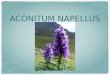 Aconitum Napellus