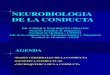Clase 7 Neurobiologia de La Conducta