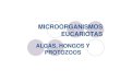 (Microsoft PowerPoint - Algas,Hongos Protozoos