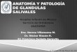 Anatomía y Patología de Glandulas Sublinguales