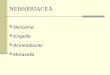 Neisseria, Haemophilus, Boredetella, Legionela