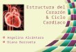 33. Estructura del corazón. Ciclo cardíaco y tonos cardíacos