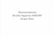 Neuroanatomía Grupo Atlas