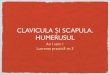 Lp3 Clavicula, Scapula, Humerus