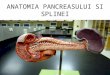 2691285 Anatomia Pancreasului Si Splinei