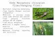 Ordo Mecoptera (Scorpion Flies)