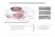 Introducción al estudio de las membranas biológicas
